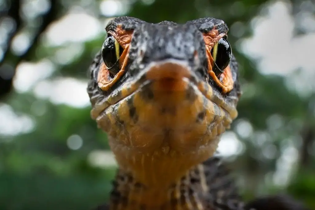 red eyed crocodile skink closeup