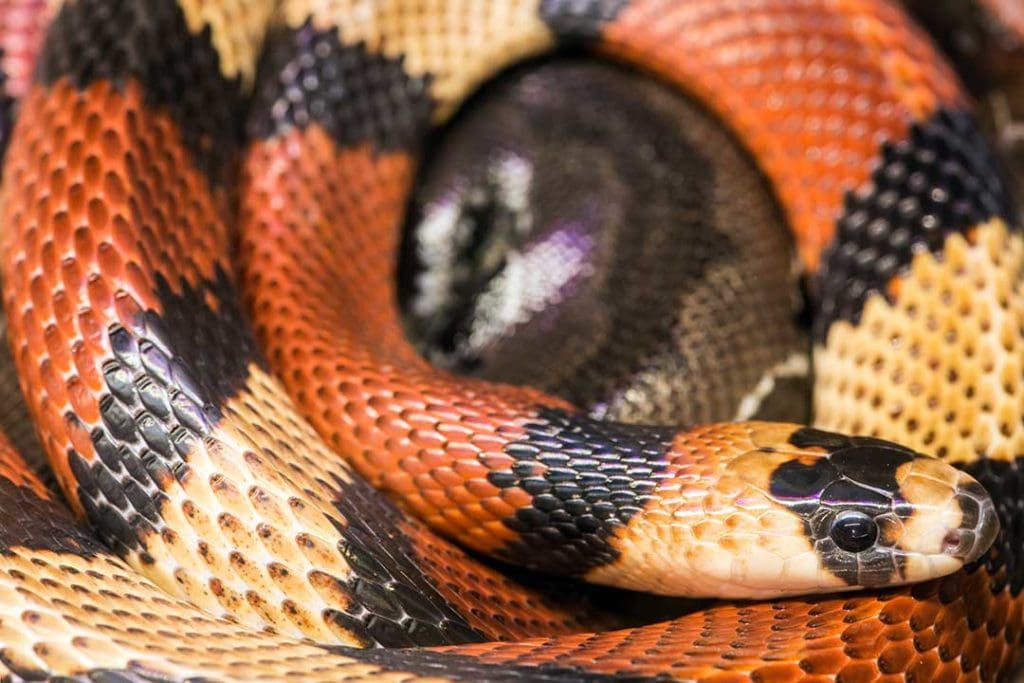 Are Milk Snakes Dangerous? (The Truth) - ReptileHow.com