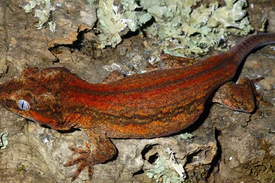 red orange striped gargoyle gecko