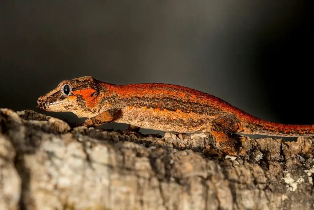 red striped gargoyle gecko