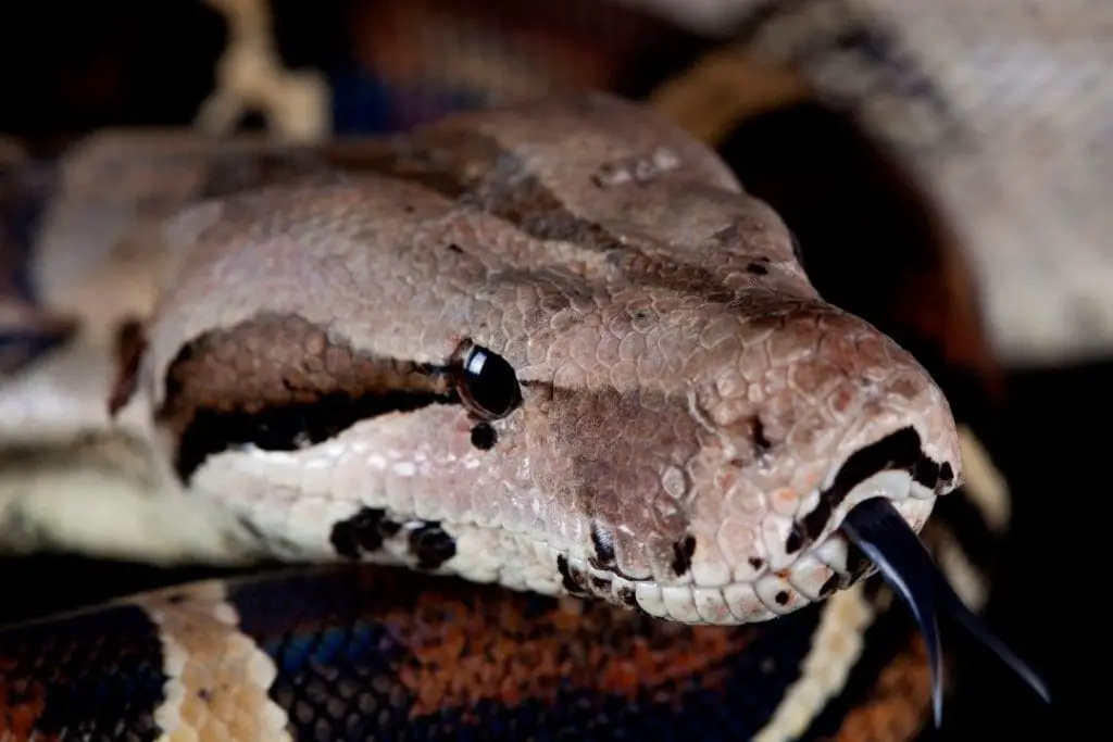 Can A Boa Constrictor Kill You And Safety Tips