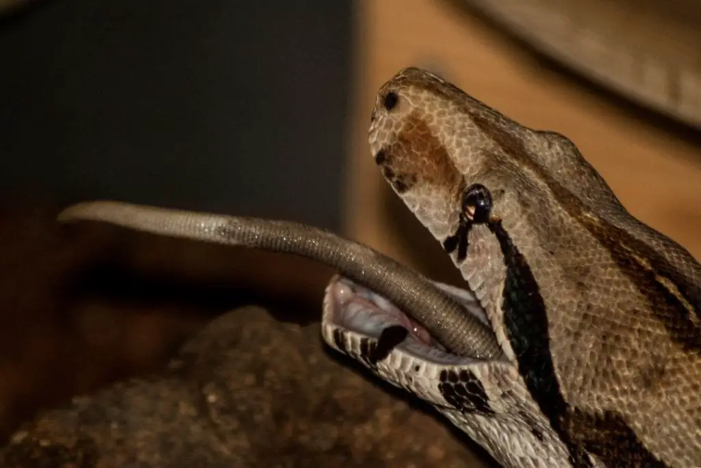 red tail boa eating a rat