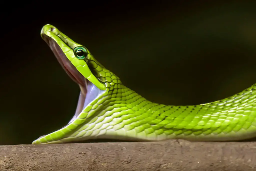 Why Do Snakes Yawn? (Snake Yawning Explained) - ReptileHow.com