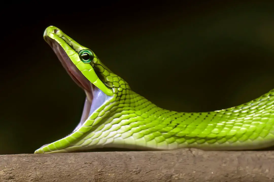 red tailed green rat snake yawning