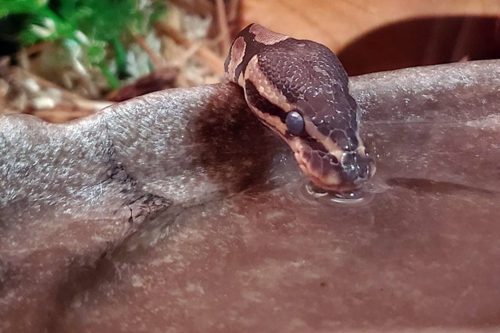 royal python drinking water