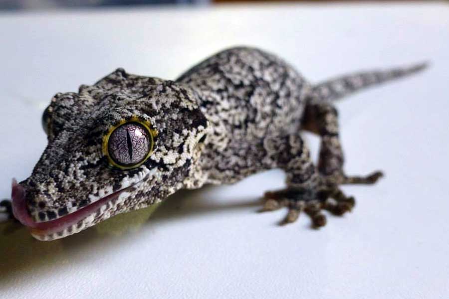 reticulated gargoyle gecko morph