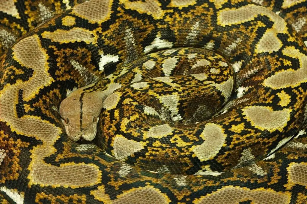 big reticulated python