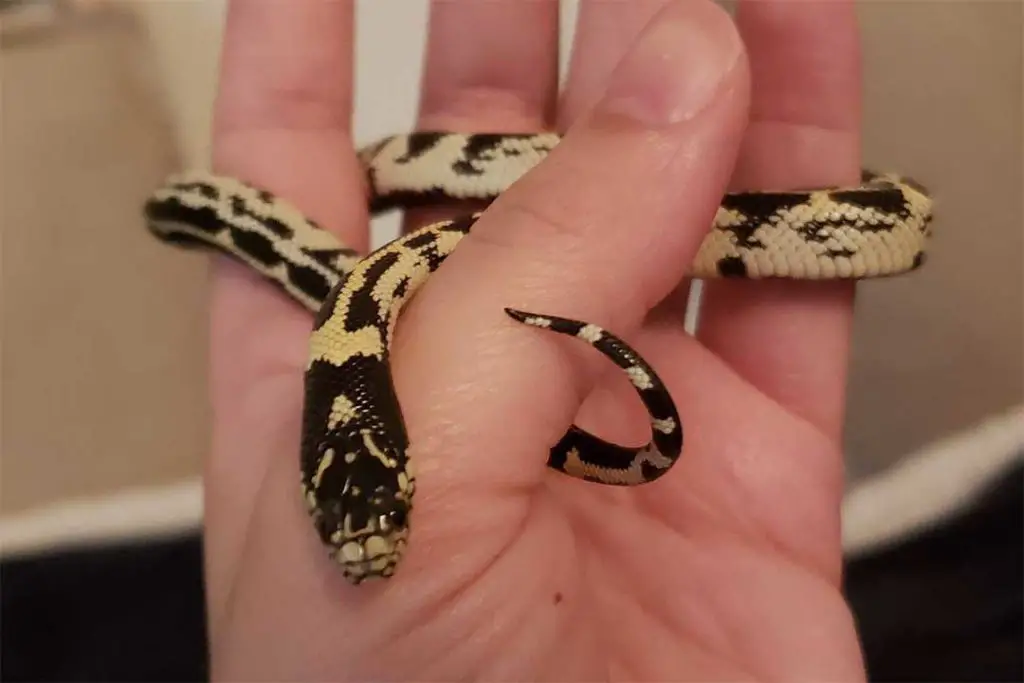 reverse dot dash kingsnake