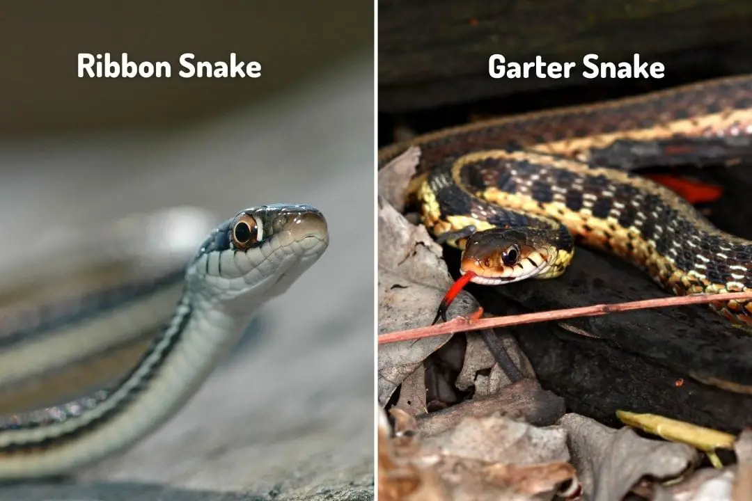 ribbon snake vs garter snake