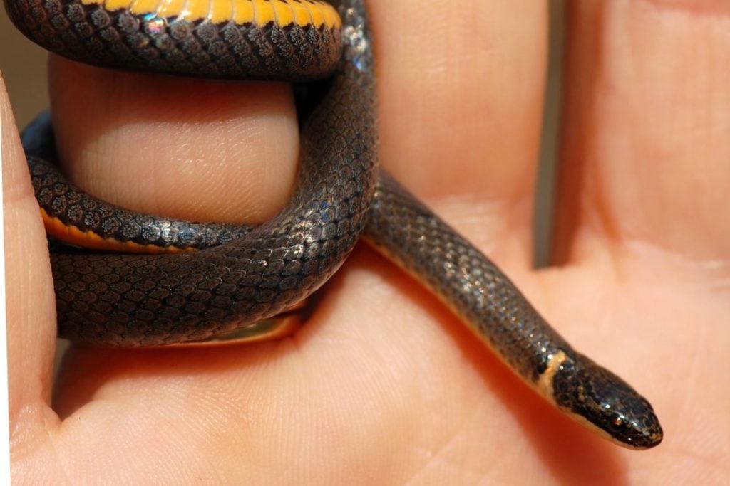 very tiny ringneck snake on a finger