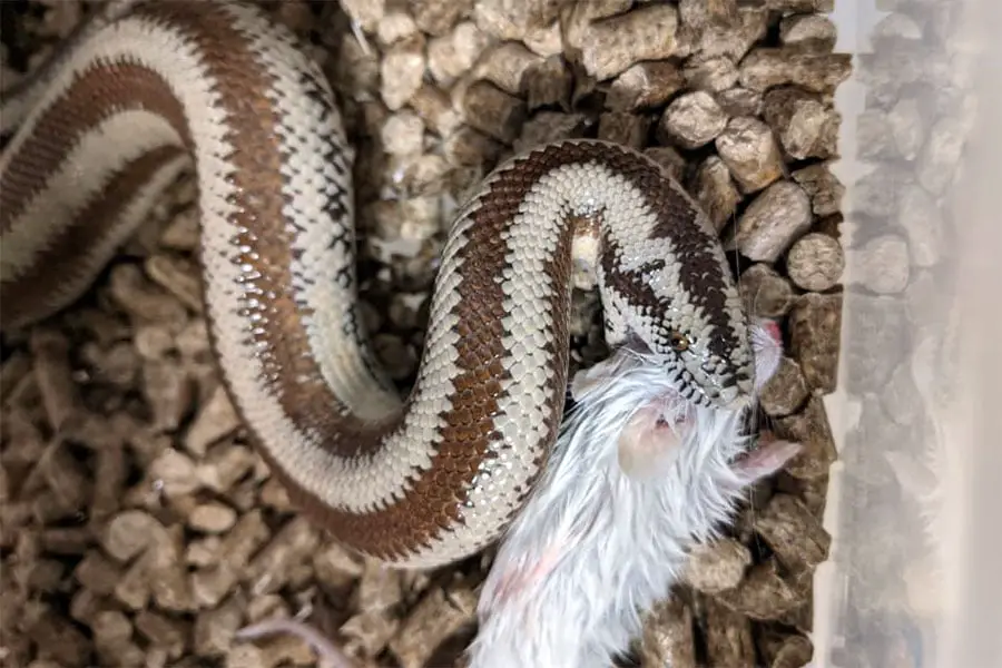 rosy boa eating a frozen mouse