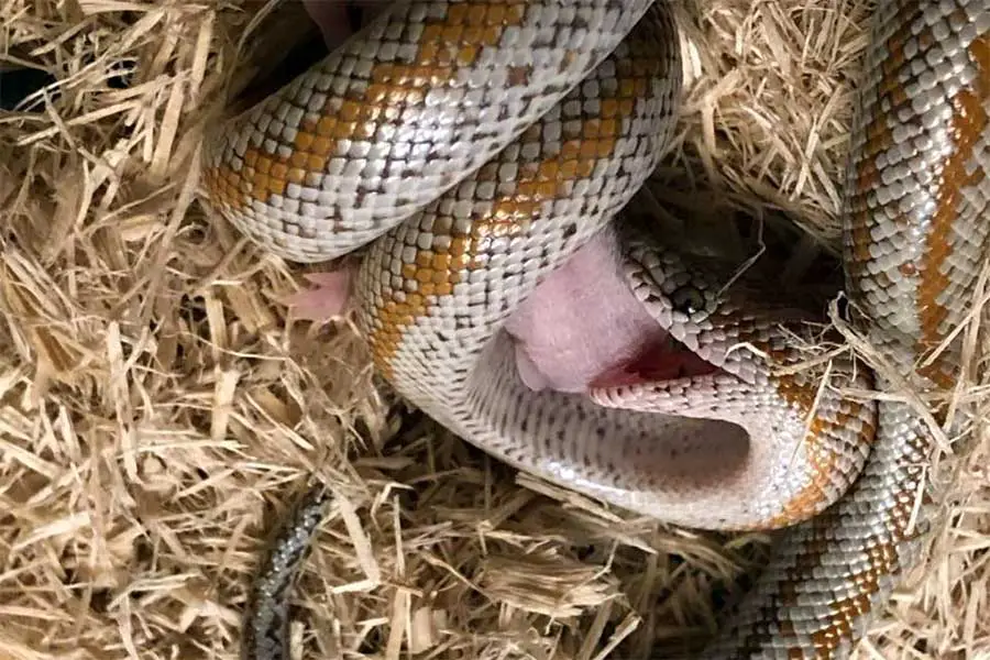 rosy boa eating a pinky mouse