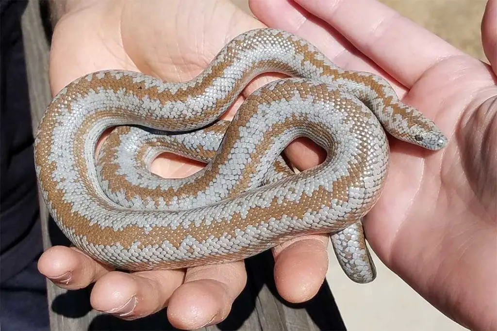 rosy boa in a beginner's hands