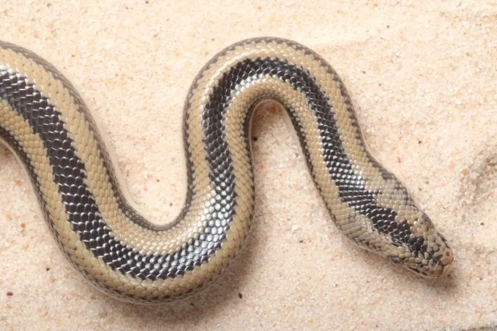 rosy boa in sand