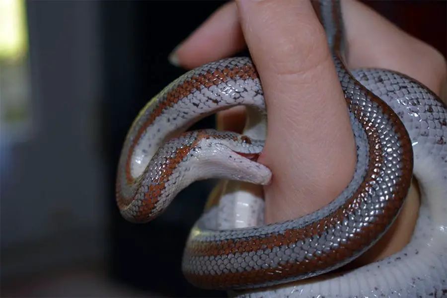 rosy boa juvenile biting a finger