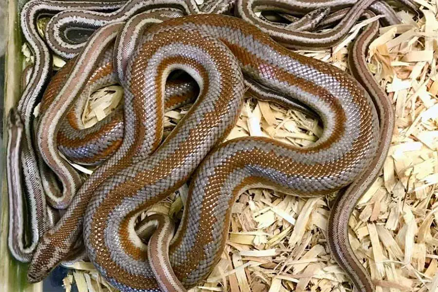 rosy boa mother and babies