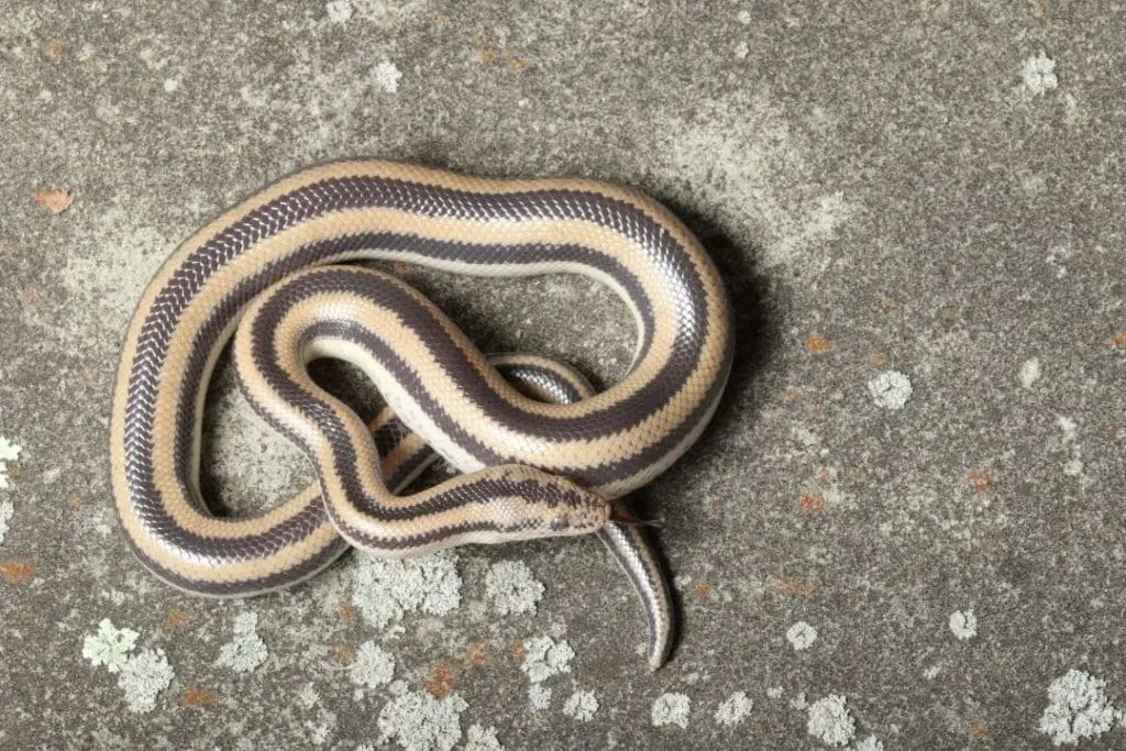 black and yellow rosy boa on a stone