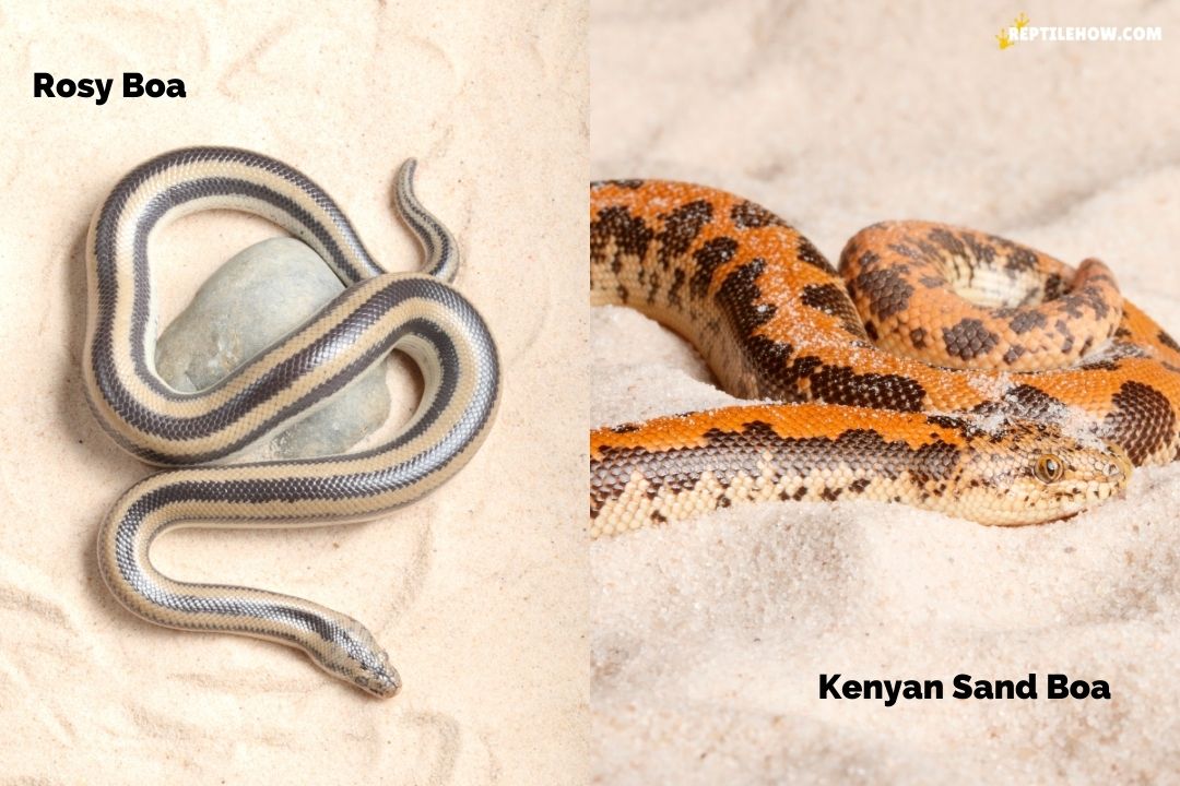rosy boa vs kenyan sand boa comparison