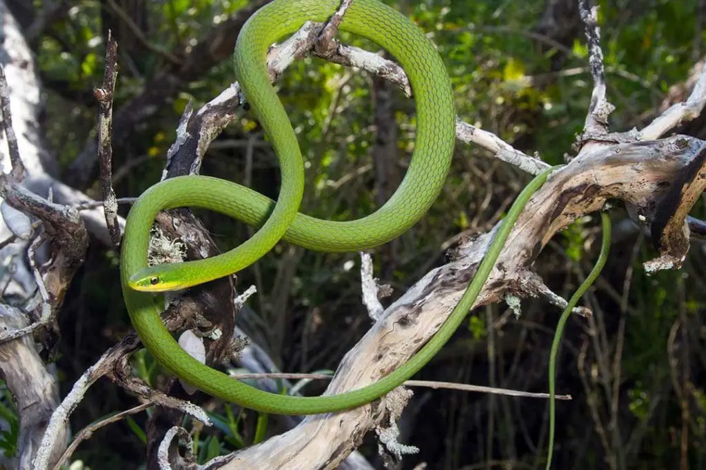 rough green snake