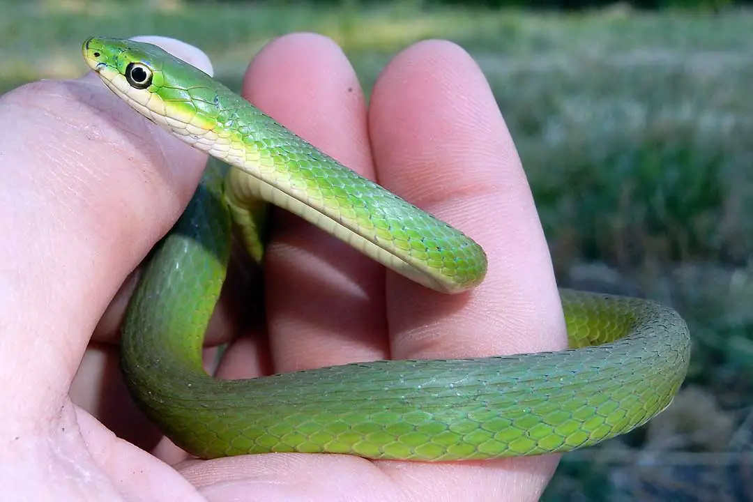 rough green snake in georgia