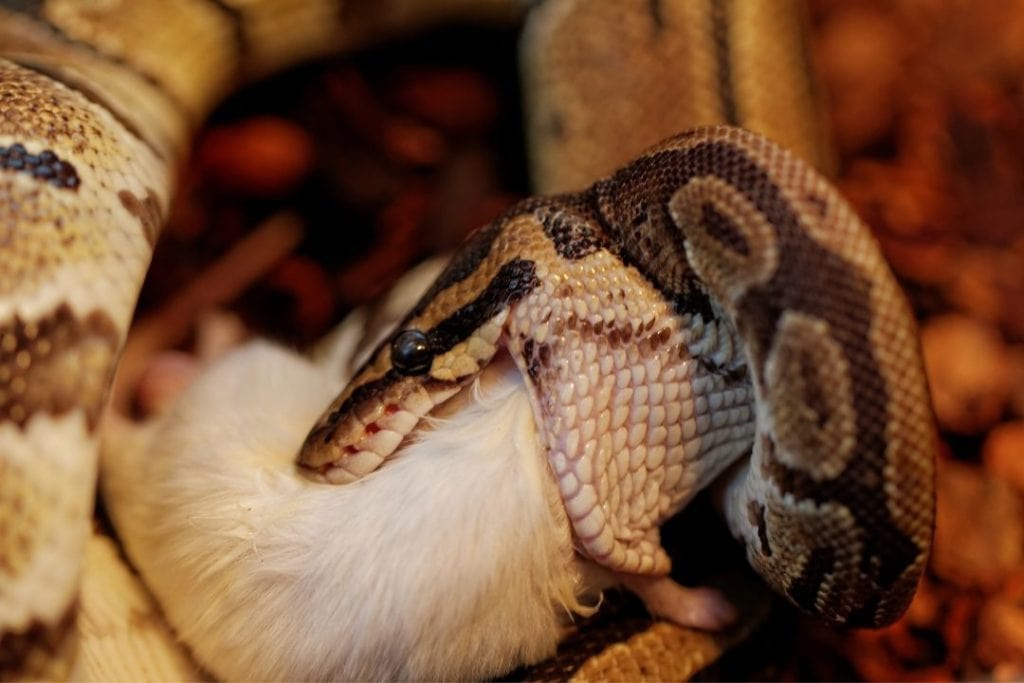royal ball python feeding on frozen mouse