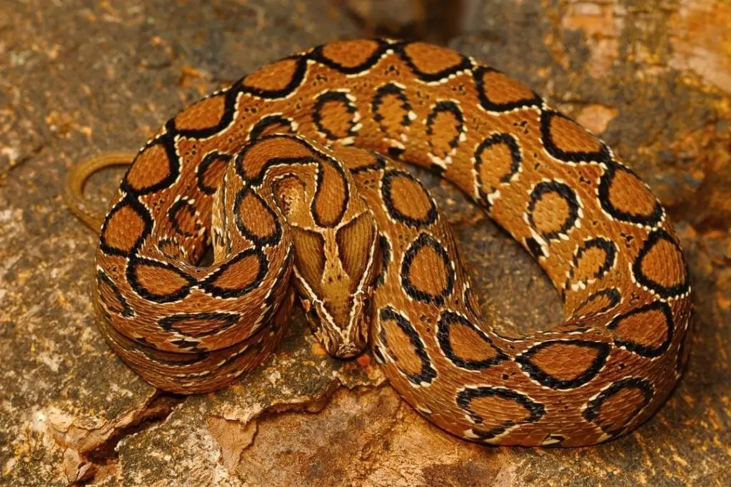 Russell's viper