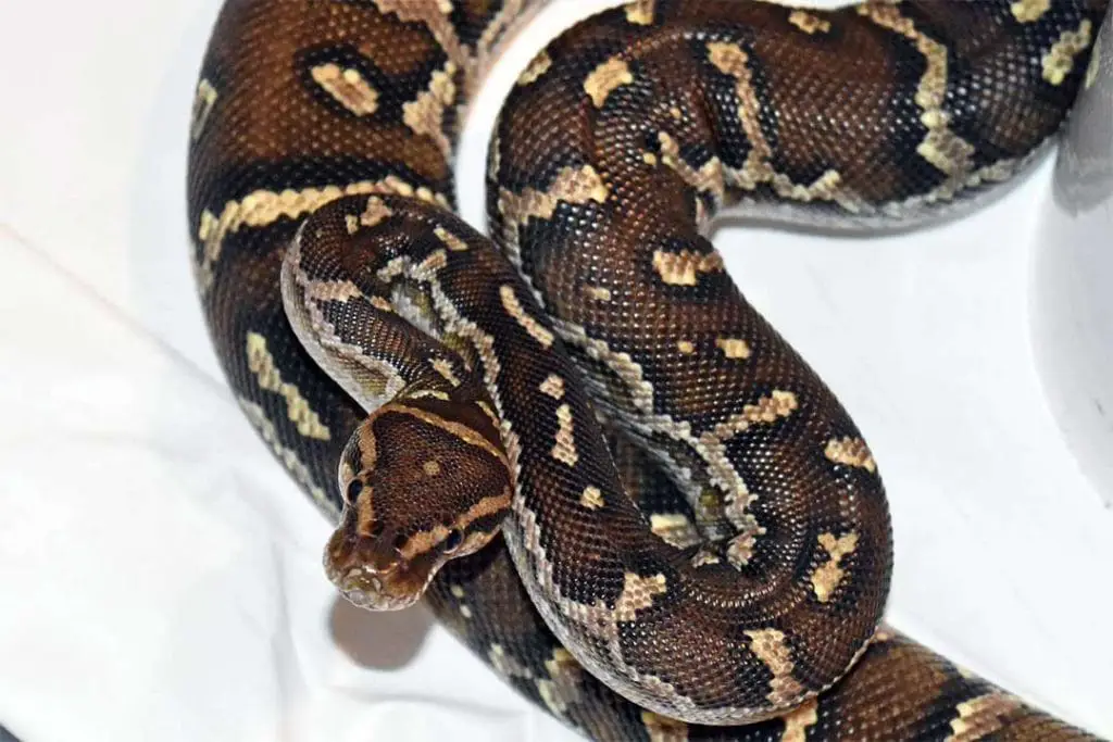 14 Surprising Angolan Python Facts - ReptileHow.com