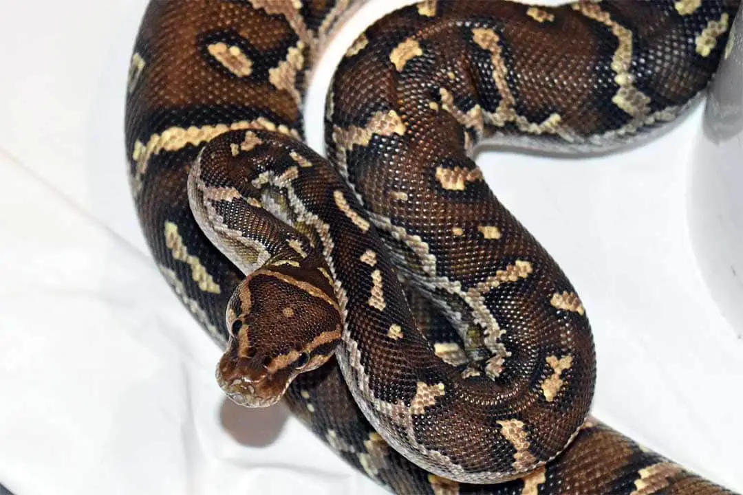 angolan python in a defensive s shaped posture