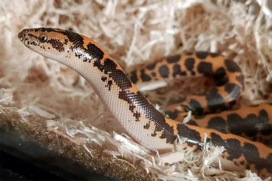 sand boa in aspen bedding