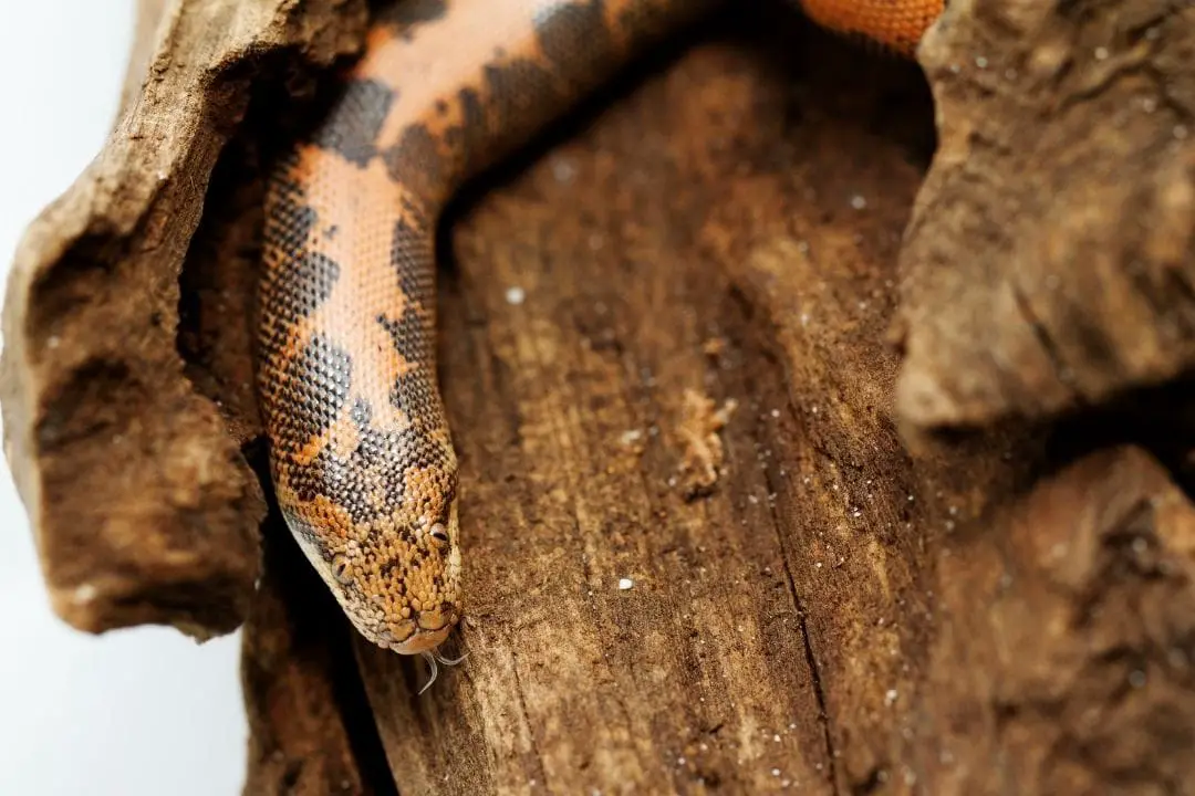 sand boa eating a pinky mouse