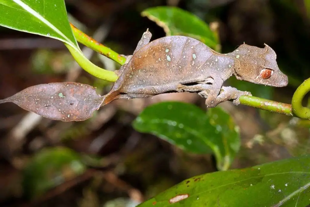 Satanic Leaf tailed gecko on a branch