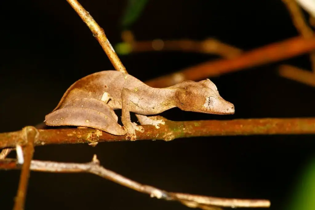 satanic leaf tailed gecko