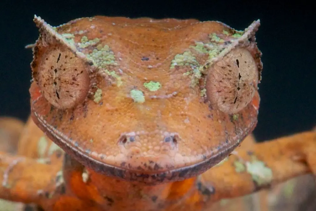 satanic leaf tailed gecko's eyes closeup