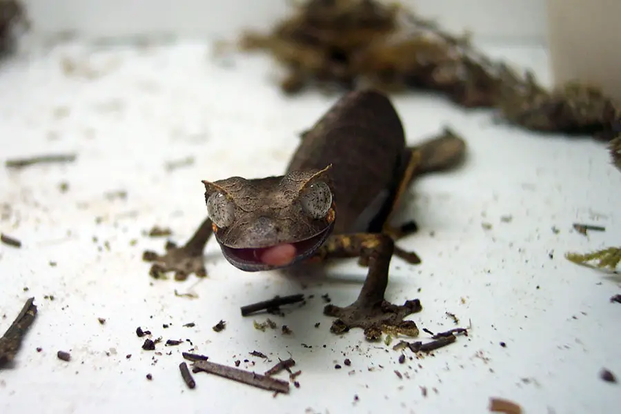 Satanic Leaf-Tailed Gecko (Uroplatus phantasticus) trying its subtrate