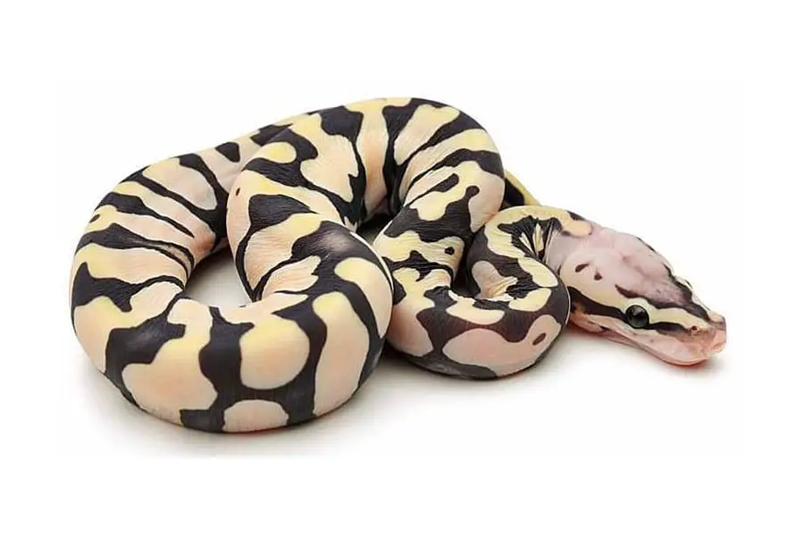 scaleless spider ball python