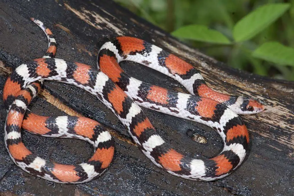 scarlet snake (Northern Scarletsnake (Cemophora coccinea)