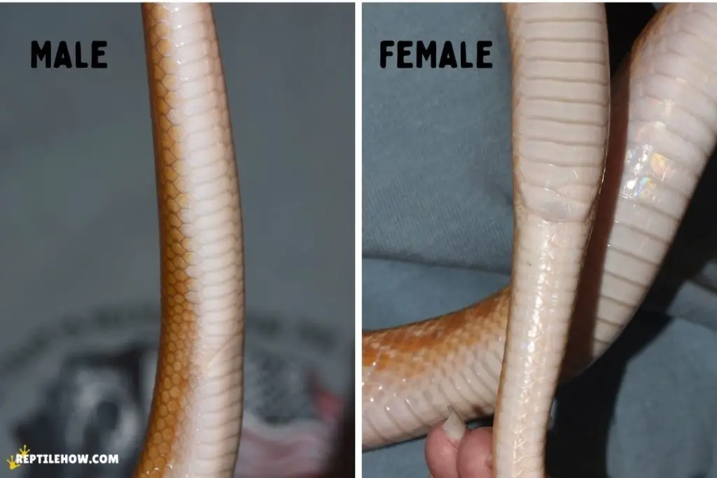 sexing male vs female african house snakes