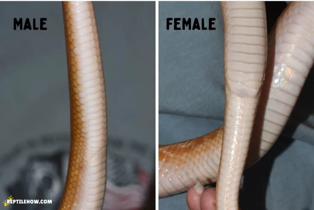 How do Snakes Mate? (With Pictures)