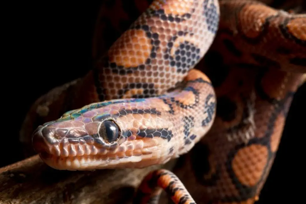 rainbow boa getting ready to shed