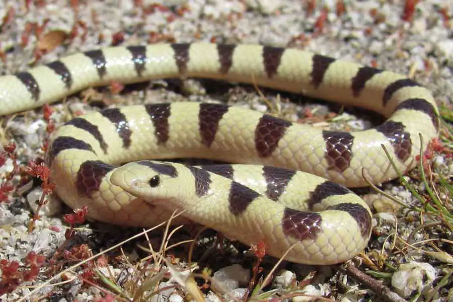 shovelnose snake