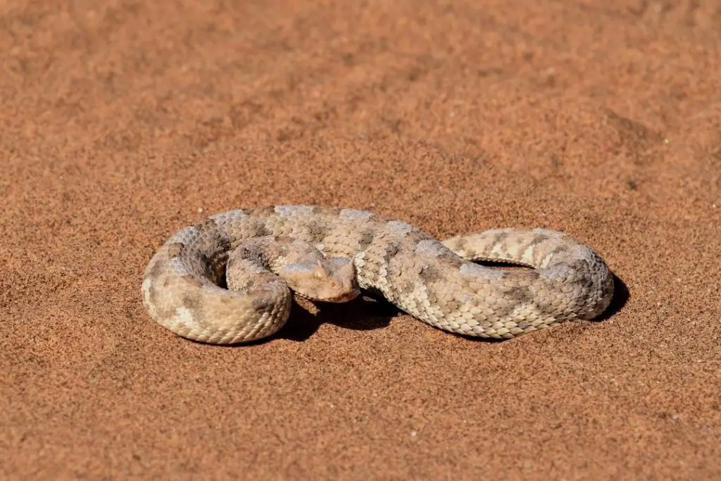 fastest snake in the world sidewinder