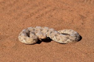sidewinder snake