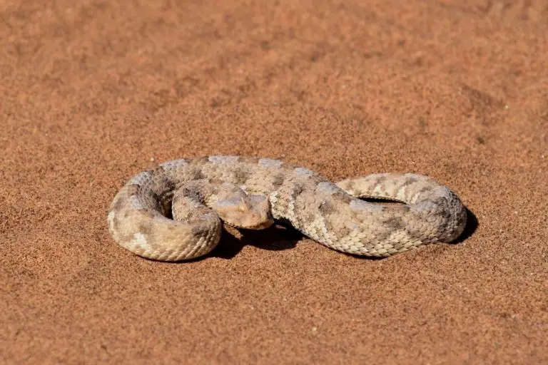 what-is-the-fastest-snake-in-the-world-reptilehow