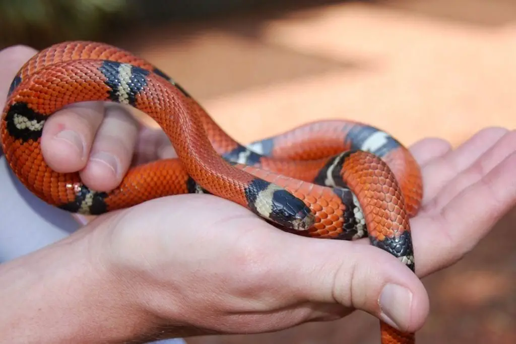 milksnake keeled