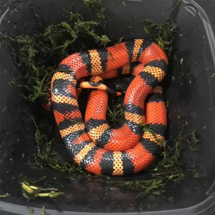 sinaloan milk snake hiding in humid sphagnum moss