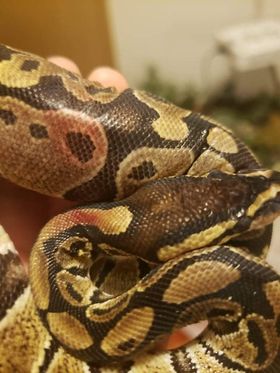 ball python skin infection