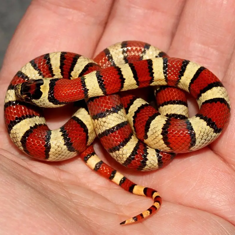 small Lampropeltis leonis