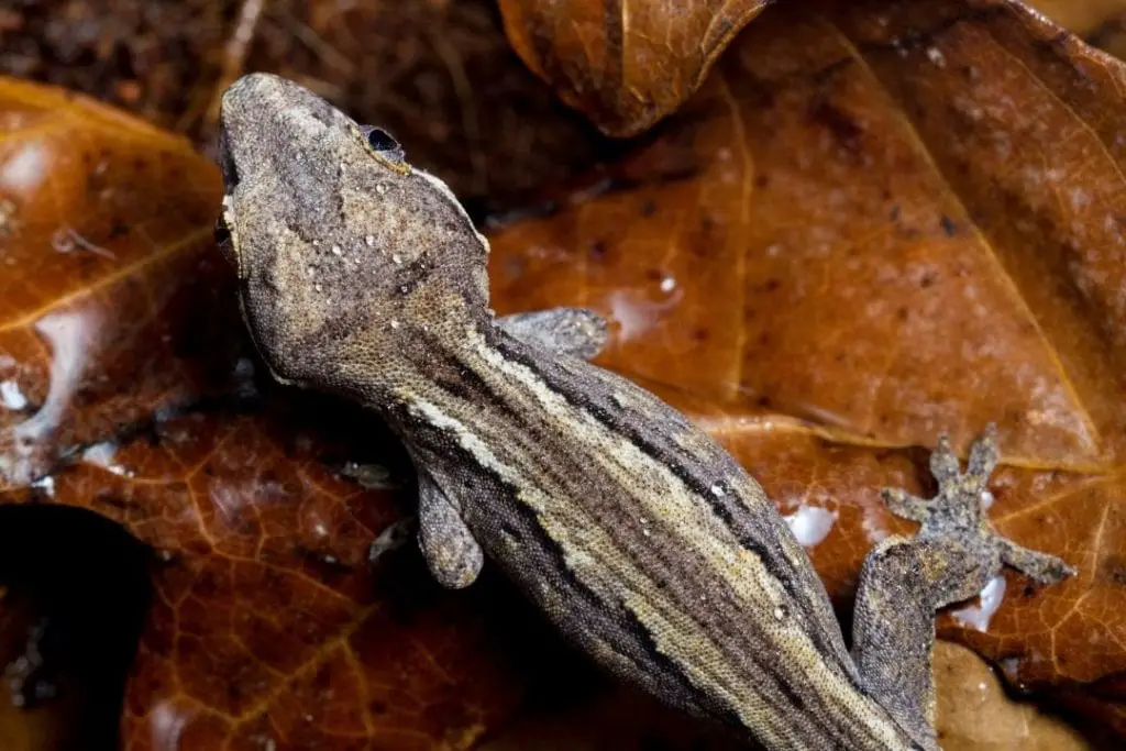 small juvenile gargoyle gecko