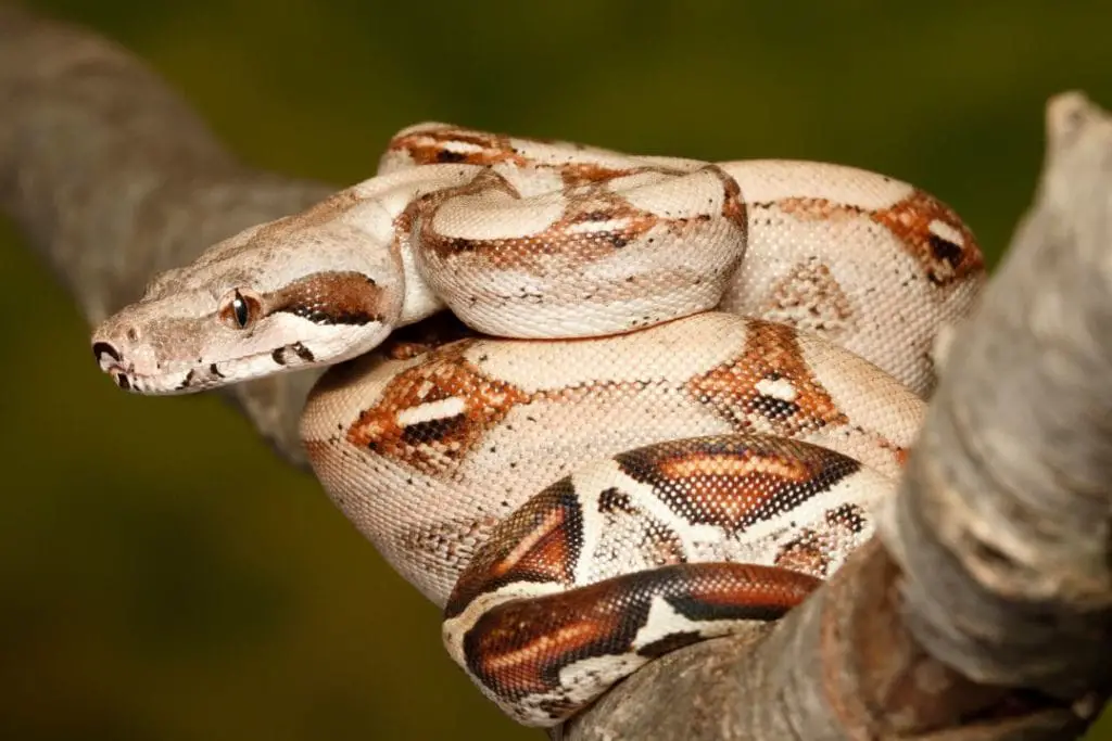 small juvenile red tailed boa