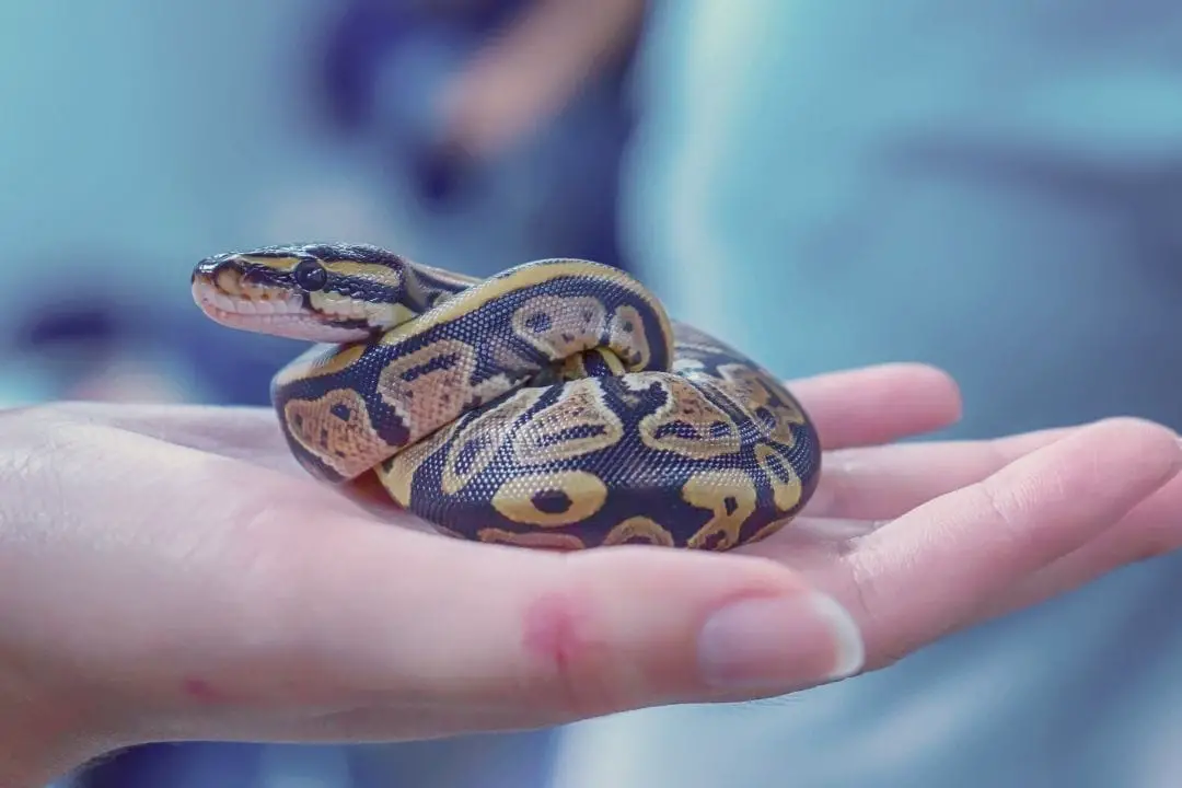 smallest pet snake